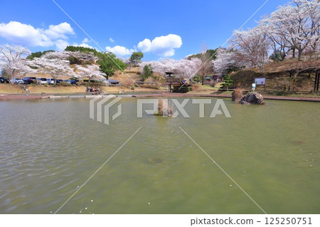 【大分縣】晴天時，吉六樂園的櫻花盛開 125250751