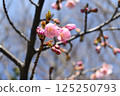 Beautifully blooming plum blossoms 125250793