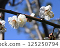 White plum 125250794
