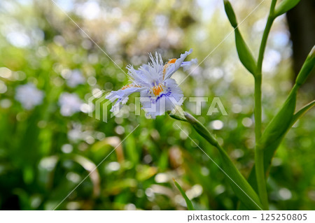 Shaga 125250805