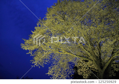 Moonlight Cherry Blossoms, Otsuki Town, Kochi Prefecture Moonlight Cherry Blossoms, Otsuki Town, Kochi Prefecture 125250929