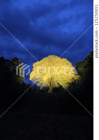 Moonlight Cherry Blossoms, Otsuki Town, Kochi Prefecture Moonlight Cherry Blossoms, Otsuki Town, Kochi Prefecture 125250931