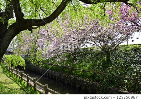 稻澤櫻花項鍊 稻澤櫻花項鍊 125250967