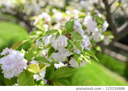 稻澤櫻花項鍊 125250986