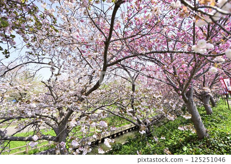 稻澤櫻花項鍊 稻澤櫻花項鍊 125251046