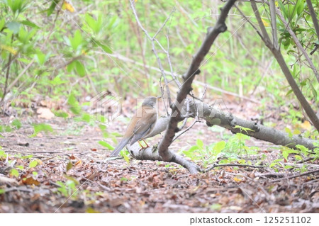 White-throated Sparrow White-throated Sparrow 125251102