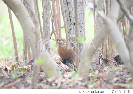 A Habicho searching for prey 125251106