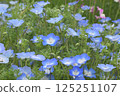 Beautiful blooming nemophila 125251107