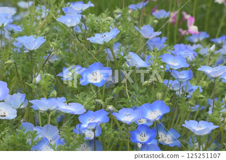 Beautiful blooming nemophila 125251107