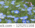 #Nemophila #Beautiful #Blue 125251108