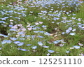#Nemophila #Blue #Park #Spring 125251110