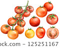 Tomato set illustration 125251167