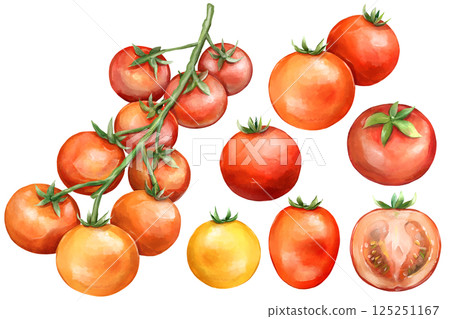 Tomato set illustration 125251167