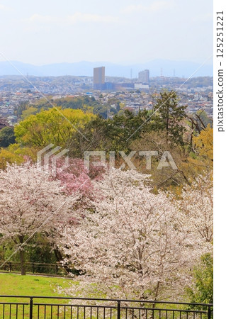 Cherry blossoms at Sakuragaoka Park 125251221