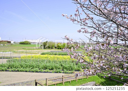 稻澤櫻花櫻花項鍊 125251235