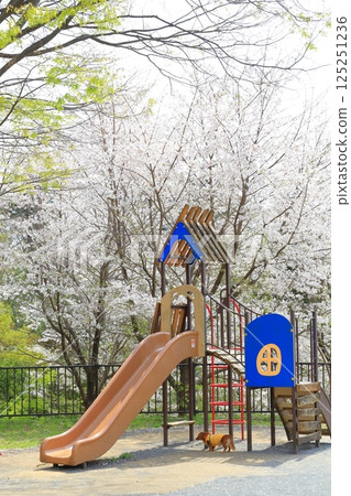 櫻丘公園的櫻花 125251236