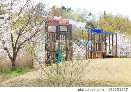 櫻丘公園的櫻花 125251237