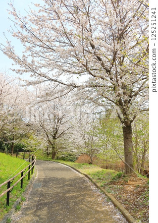 櫻丘公園的櫻花 櫻丘公園的櫻花 125251241