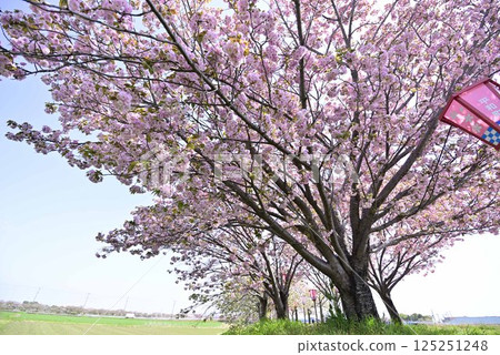 Inazawa Sakura Cherry Blossom Necklace 125251248