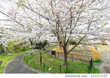 櫻丘公園的櫻花 櫻丘公園的櫻花 125251255