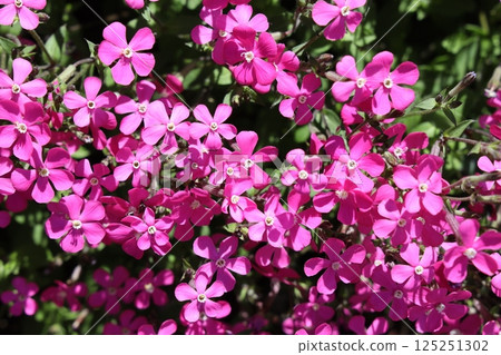 Red campion in full bloom Red campion in full bloom 125251302