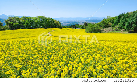 Nanohakura Takahara Nanohana農田 125251330