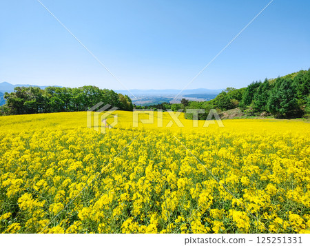 Nanohakura Takahara Nanohana農田 125251331