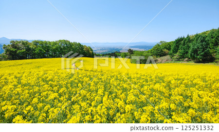 Nanohakura Takahara Nanohana農田 125251332