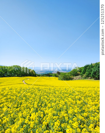 Nanohakura Takahara Nanohana農田 125251370