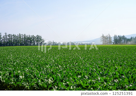 北海道東部是斜裡町的農業區 北海道東部是斜裡町的農業區 125251391