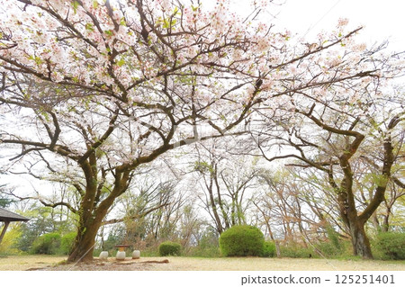 Sakuragaoka Park Former Tama Seiseki Memorial Hall 125251401