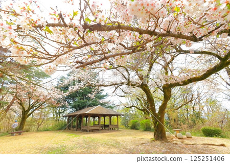 Sakuragaoka Park Former Tama Seiseki Memorial Hall 125251406