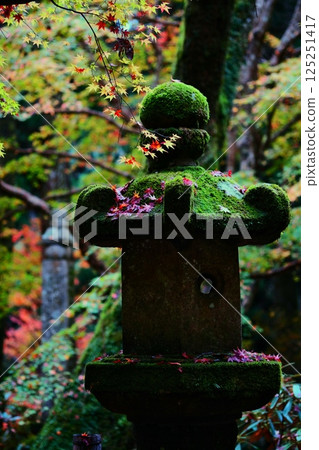 Stone lanterns with moss and autumn leaves 125251417