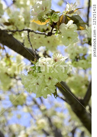 Inazawa Sakura Necklace Inazawa Sakura Necklace 125251418