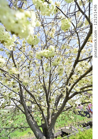 Inazawa Sakura Necklace 125251436