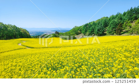 Nanohakura Takahara Nanohana農田 125251459