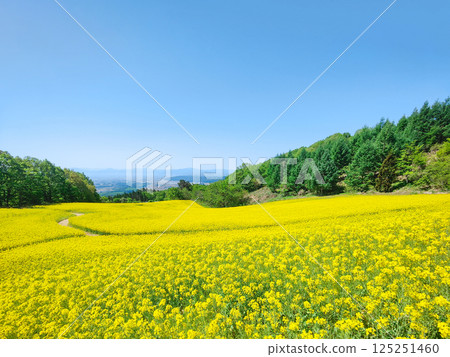 Nanohakura Takahara Nanohana農田 125251460