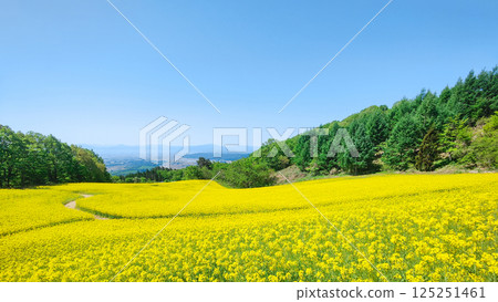 Nanohakura Takahara Nanohana農田 125251461