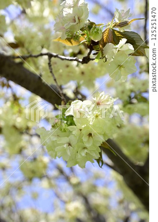 Inazawa Sakura Necklace Inazawa Sakura Necklace 125251470