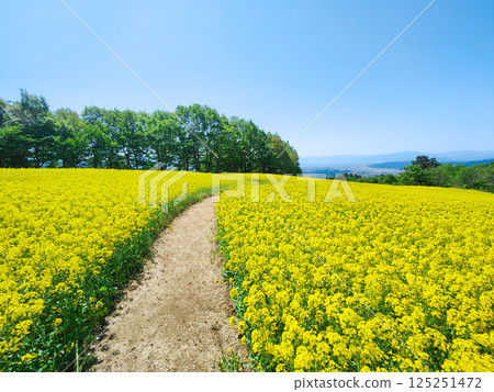 Nanohakura Takahara Nanohana Farm Field Nanohakura Takahara Nanohana Farm Field 125251472