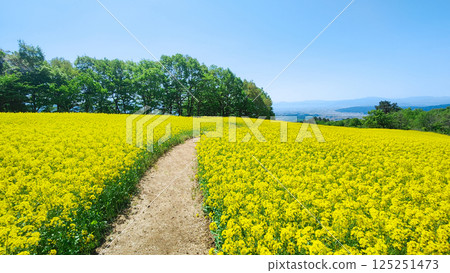 Nanohakura Takahara Nanohana農田 125251473