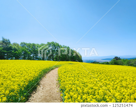 Nanohakura Takahara Nanohana農田 125251474