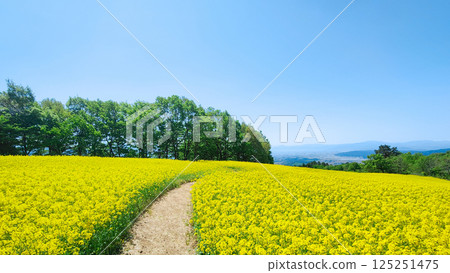Nanohakura Takahara Nanohana Farm Field Nanohakura Takahara Nanohana Farm Field 125251475
