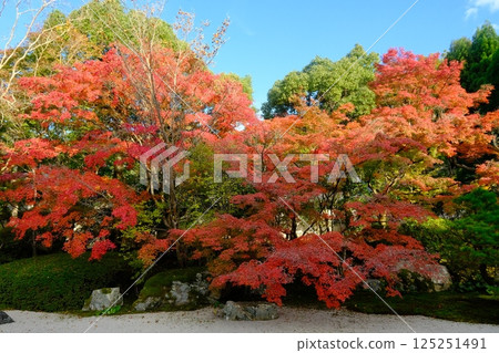 Tenjuan Autumn Leaves Garden Tenjuan Autumn Leaves Garden 125251491
