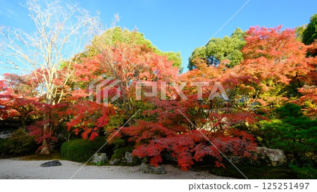 Tenjuan Autumn Leaves Garden 125251497