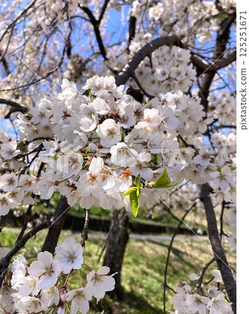 發光在春天藍天的櫻花 125251671