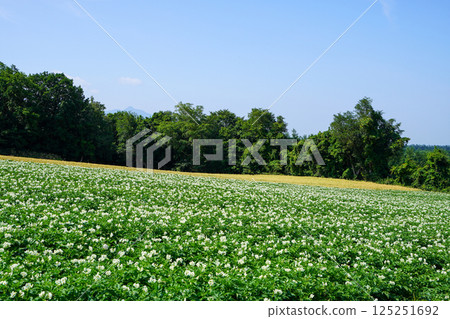 北海道（斜裡町）的馬鈴薯田 125251692