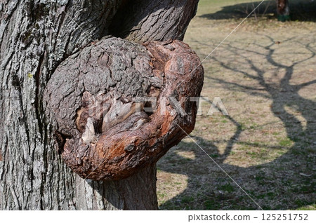 樹上的凸起 樹上的凸起 125251752