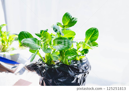 Ribo-veggie komatsuna with flower buds 125251813