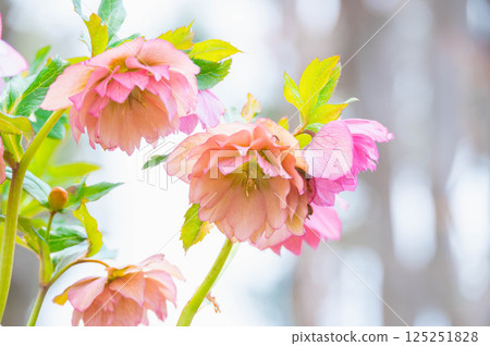 聖誕玫瑰鮮花 125251828